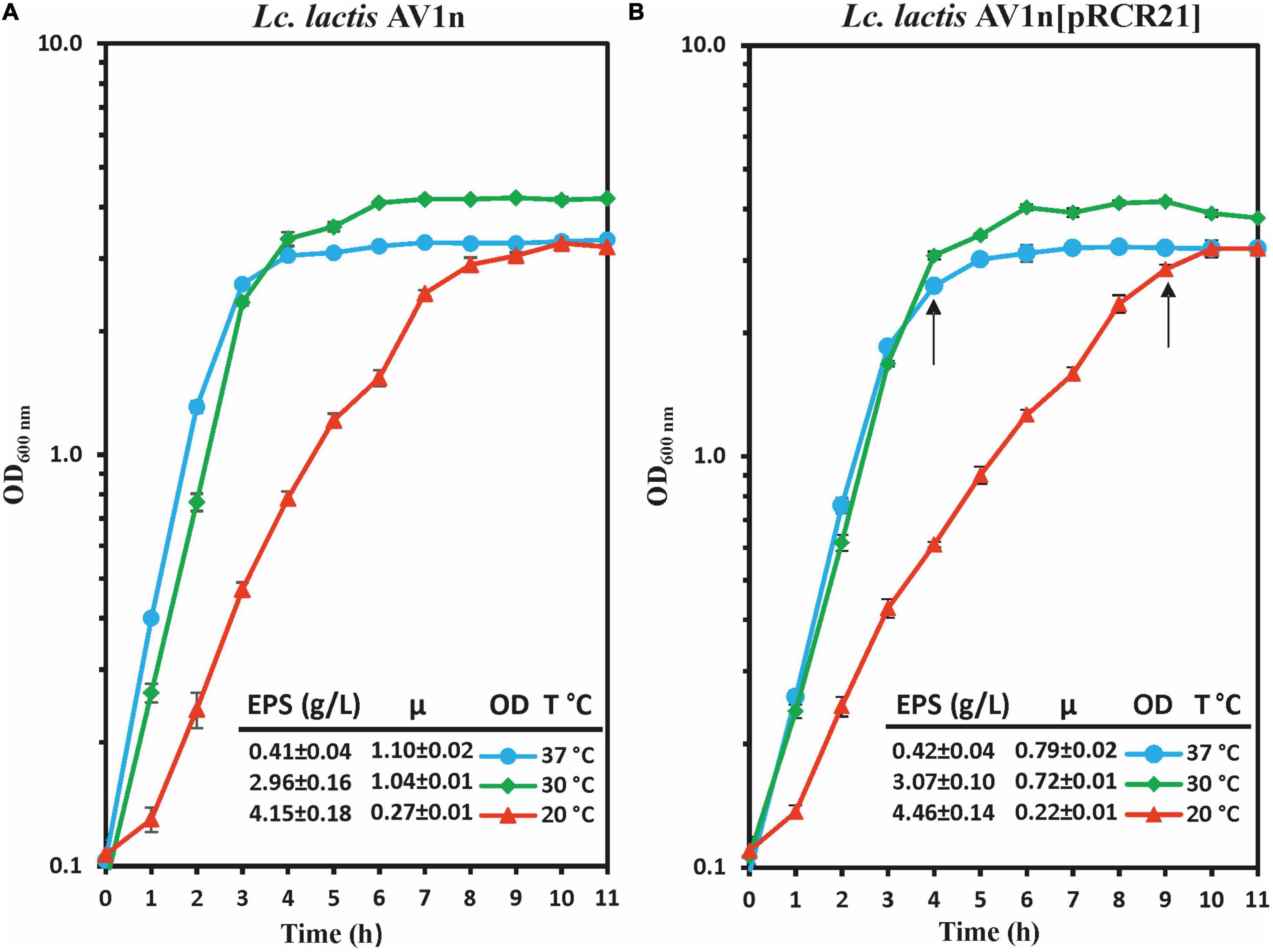 Proteomic and in silico analyses of dextran synthesis influence on Leuconostoc lactis AV1n adaptation to temperature change